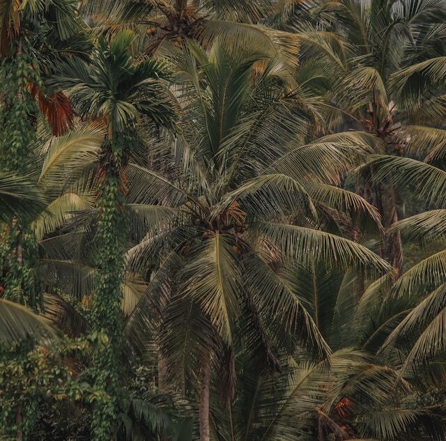 isuru-ranasinha-ehI3gkeVv9s-unsplash (1)